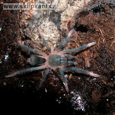 Sericopelma_sp. Guapiles